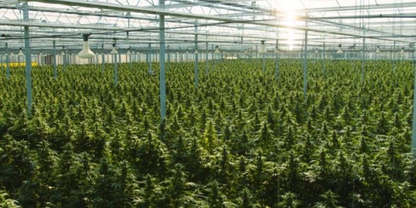 Profesjonalne plantacje marihuany medycznej i rekreacyjnej