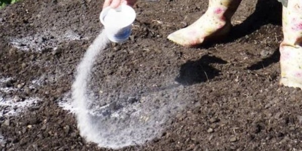 Jak zakwasić i odkwasić ziemię? Sposoby na zmianę pH gleby