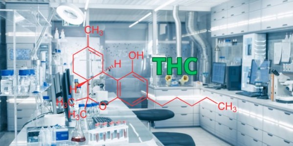 Jak sprawdzić zawartość THC w marihuanie?