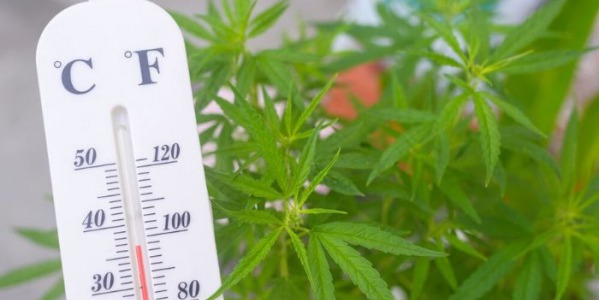 Temperatura w uprawie marihuany. Ile powinna wynosić?