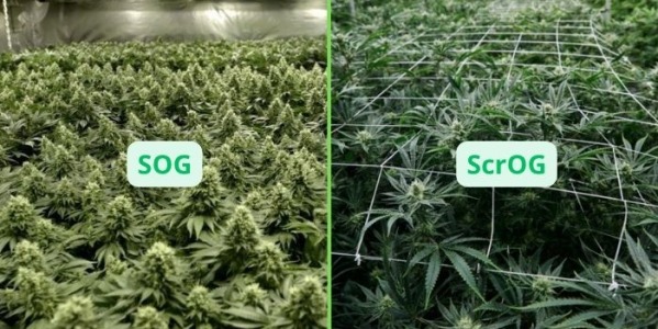 Uprawa oraz trening ScrOG i SOG? Jak je wykonać?