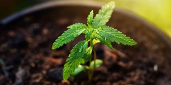 Dlaczego marihuana wolno rośnie? Przyczyny i jak je rozwiązać