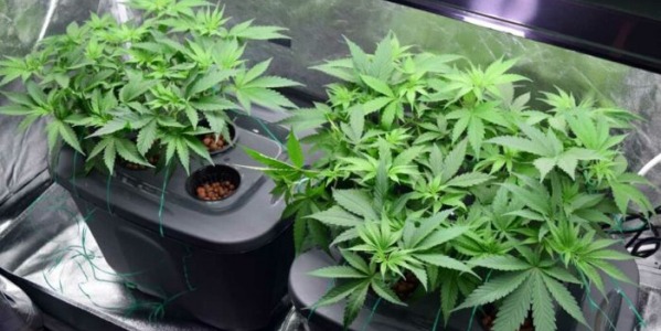 Wicking - hydroponiczna metoda knotowa uprawy konopi