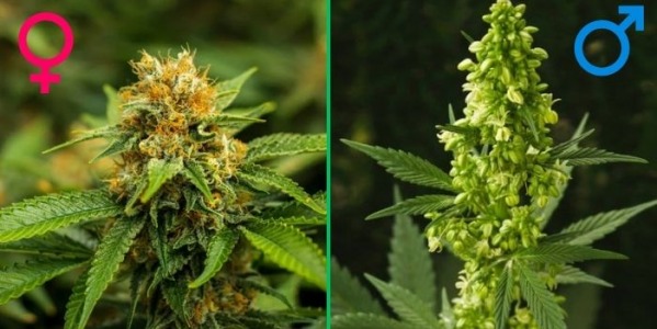Płeć konopi. Jak wygląda żeńska i męska marihuana?