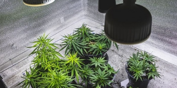 Czym wyłożyć ściany growboxa? Materiały i folie odblaskowe