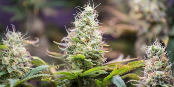 Faza kwitnienia marihuany - ile trwa flowering? (FLO i Bloom)